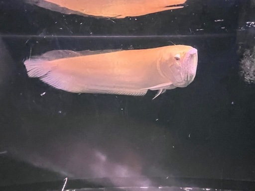 アルビノシルバーアロワナ