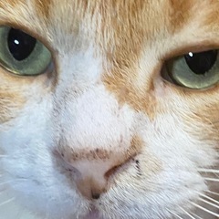 🐱大工さん🐱キャットウォークを作ってくれる方🐱