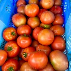 【朝採り直送】北海道産トマト🍅10個700円～！家庭用にどうぞ✨ 