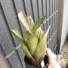 ホヘンベルギア　レオポルドホルスティセットの画像