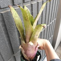 ホヘンベルギア　レオポルドホルスティセットの画像