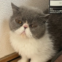 エキゾチックショートヘアー女の子