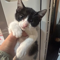 可愛いだけじゃダメですか？ - 猫