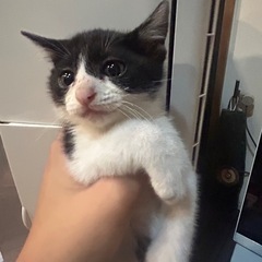 可愛いだけじゃダメですか？ - 野田市