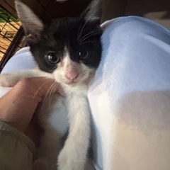 可愛いだけじゃダメですか？