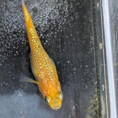 夢中メダカブリード　蜜柑メダカ　の画像