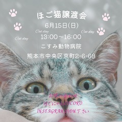 🩷ほごねこ譲渡会のお知らせ🩷