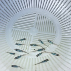 めだか、深海の画像