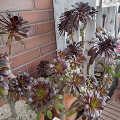 ★黒法師・サンシモン★カット苗１本　約10㎝　多肉植物の画像