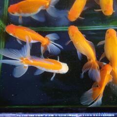 金魚 薩摩ジャンボ 2歳 約18センチ 5匹 セット きんぎょ ...