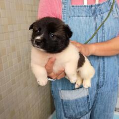 【6月13日時点管理所収容】野犬子犬姉妹の家族募集(終生室内飼育...