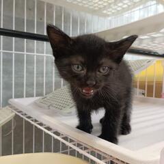【6月13日】管理所収容、子猫の里親募集(終生室内飼育、平日面会)