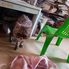 可愛い猫ちゃん