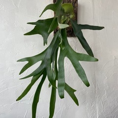 ビカクシダの画像