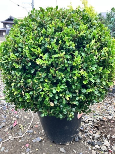 常緑樹　ツゲ　ボックスウッド　超特大