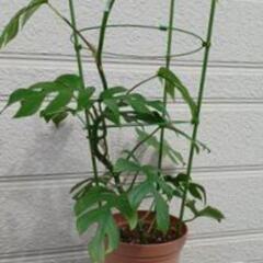 観葉植物　ヒメモンステラ