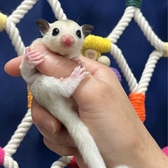 フクロモモンガ モザイク 男の子🩵 お値下げしました✨ − 東京都