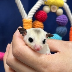 フクロモモンガ モザイク 男の子🩵 お値下げしました✨ - ペット
