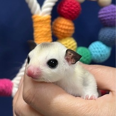 フクロモモンガ モザイク 男の子🩵 お値下げしました✨ - 多摩市
