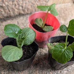 カボチャの苗（葉に少し傷みあり）　3株まとめて　おまけ付