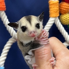 フクロモモンガ ホワイトフェイスhetプラチナorリューシ…