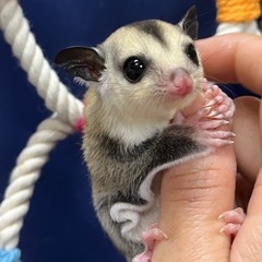 フクロモモンガ ホワイトフェイスhetプラチナorリューシ女の子🎀お値下げ中 - 多摩市