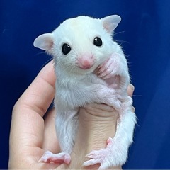 フクロモモンガ リューシ女の子🎀離乳前予約開始します − 東京都