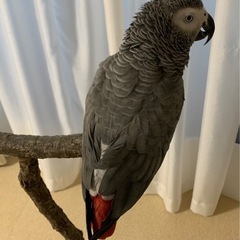 締切 急募 ヨウム 山梨在住or隣県の方(応募者の居住地お教え下さい) - 甲斐市