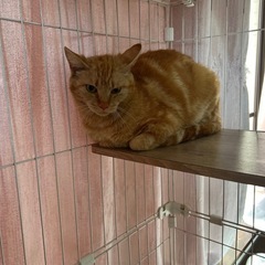 野良猫から保護