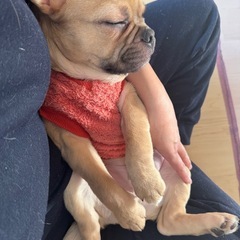ミックス犬