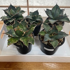 アガベ　チタノタ　色々
