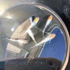 ３色メダカ　５匹の画像