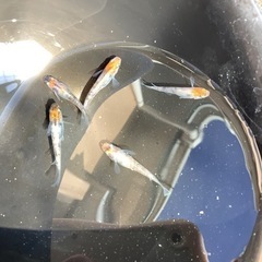 ３色メダカ　５匹