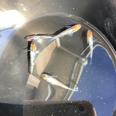 ３色メダカ　５匹の画像