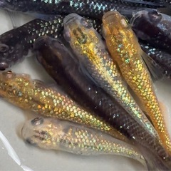 現物　20匹＋α メダカ　ミックス　めだかa3