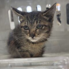 捨て猫の里親募集します。