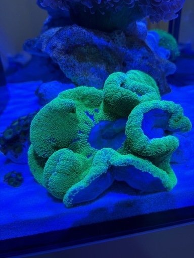 イボハタゴイソギンチャク