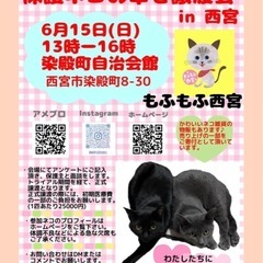 保護猫の譲渡会in西宮