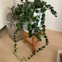 ①観葉植物　エスキナンサス タイピンク 