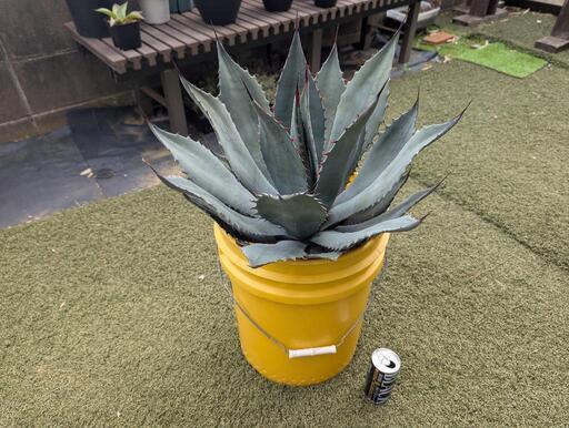 耐寒性アガベ　フレキシスピナ大株　ドライガーデン即戦力！