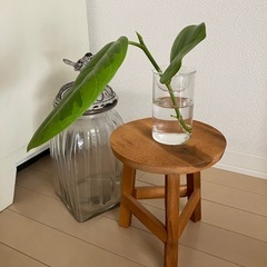 ①観葉植物　フィカス アルテシーマ　