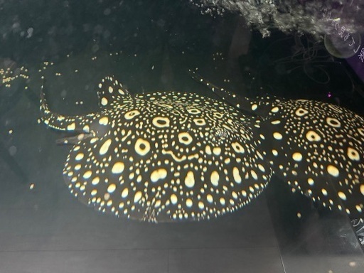 有名血統極上ダイヤモンドポルカ雄