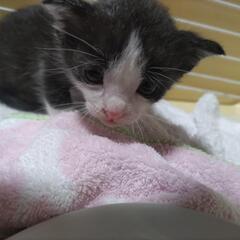急募！生まれて間もない子猫