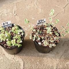 多肉植物 クラッスラ類とコチドレン類 各1ポットの画像