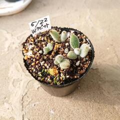 多肉植物 兎耳系と他の種類 各1ポットの画像