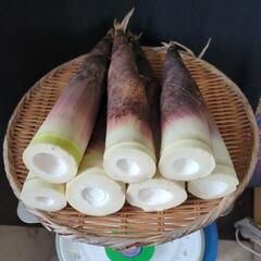 【6月16日販売】茨城県産  真竹たけのこ  ひと山（約2kg）...