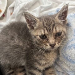 【里親募集】人懐っこい可愛い子猫（白血病ウイルス陽性）大切にして...