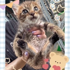 生涯大切にしてくださる家族募集します🐈‍⬛