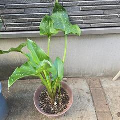 カラー　白の画像