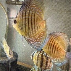 ワイルドクロスディスカス✖️ブルーアナコンダ　幼魚5匹